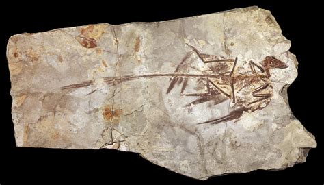 microraptor fossil found in china|microraptor feathers.